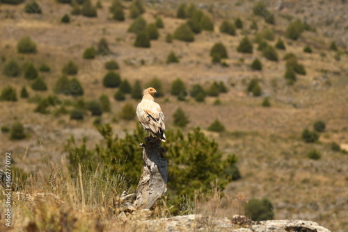 alimoche en tierras sorianas