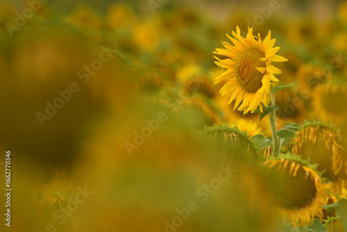 girasol en verano