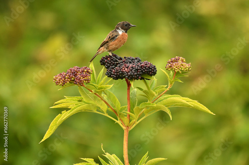 tarabilla en el campo sobre un girasol