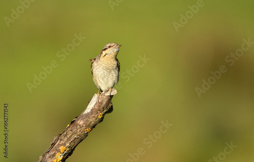 el torcecuellos euroasiatico