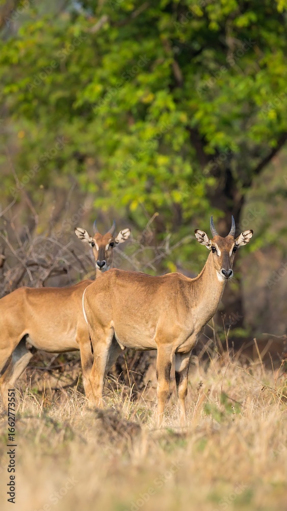 Fototapeta premium Two deer in a grassy savanna