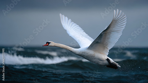 Majestic White Swan in Flight Over Ocean Waves