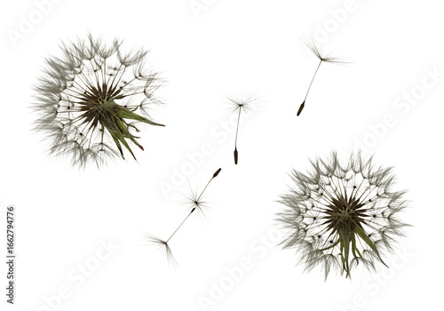 Dandelion seeds flying isolated on transparent background