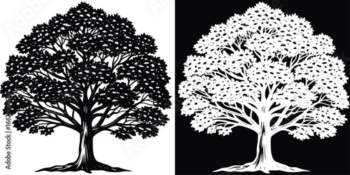 Stunning silhouette of a majestic, mature tree with a full canopy, symbolizing nature's enduring beauty and growth.