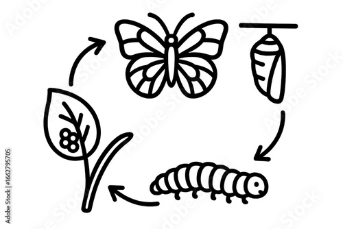 Life cycle of a butterfly illustrated with clear stages showing plant, caterpillar, chrysalis, and adult butterfly in a simple design