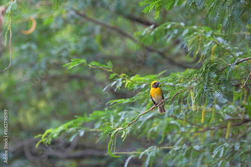 Baya weaver bird sitting on tree branch	
