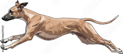 Azawakh dog leaping athletic vector illustration