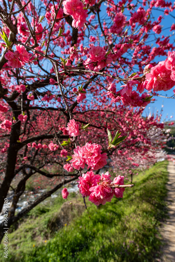 Naklejka premium 花桃の里の桜と桃