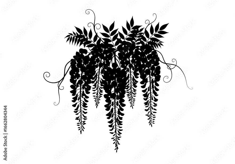 Obraz premium Wisteria Hanging Flower Silhouette