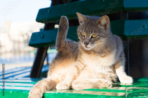 Fotomural A cream colored cat raising its hind leg on the green bench, the seaside promena