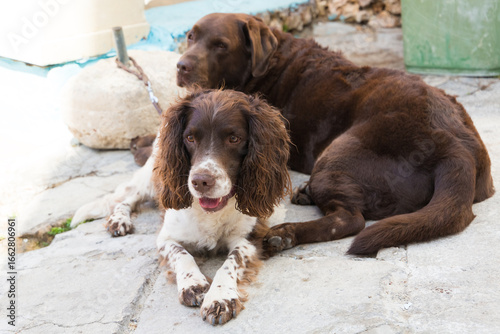 Behang Two dogs relaxing, Republic of Malta