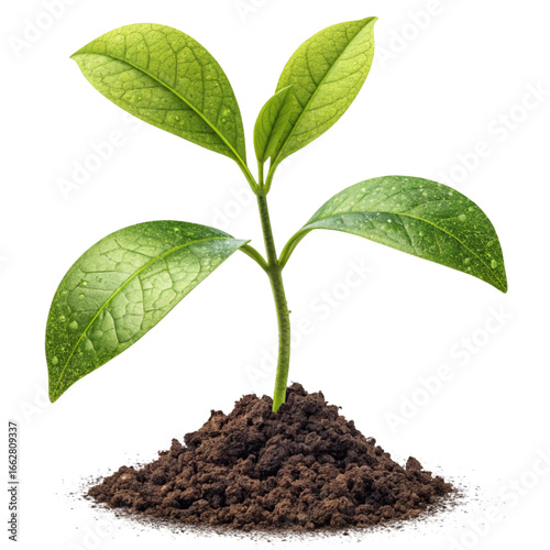 Vibrant green seedling emerges from rich soil symbolizing new growth, sustainability, and fresh beginnings for business success