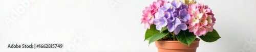 Vibrant hydrangea blooms in terracotta pot, white backdrop, bloom, photography, hydrangea