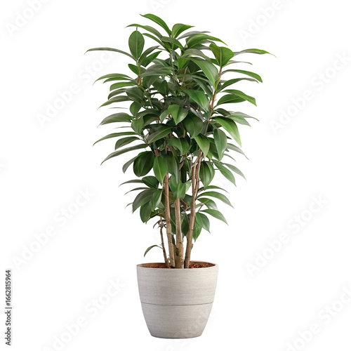 Elegant indoor potted plant with green leafy branches in stylish ceramic planter for home decor