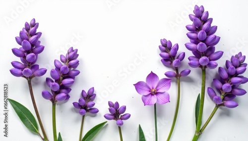 Vibrant lavender blossoms arranged on a clean white backdrop , spring, fragrant
