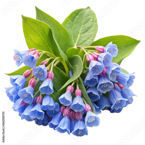Vibrant Bouquet of Virginia Bluebells Featuring Delicate Blue Petals and Lush Green Foliage Isolated on Black Backdrop