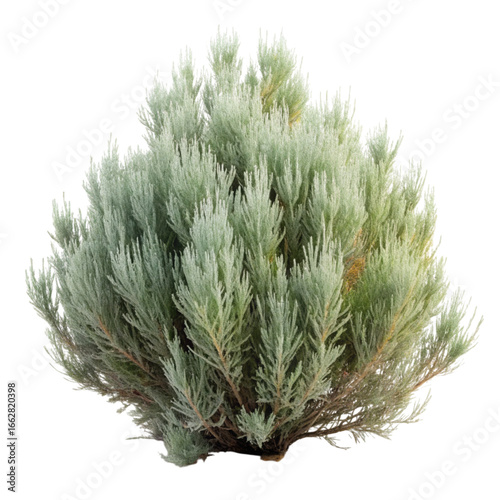 A Silver Mound Artemisia Shrub With Delicate Foliage Against a Black Background Displaying Graceful Texture