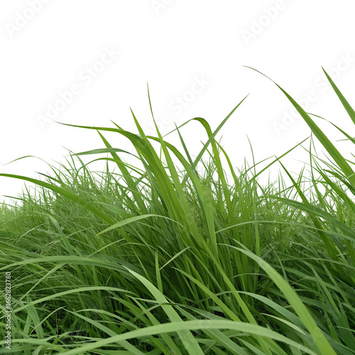 Lush green grass closeup with natural outdoor landscape and fresh blades of vegetation growth