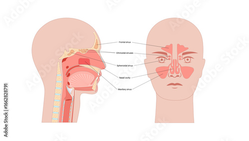 Paranasal sinus poster