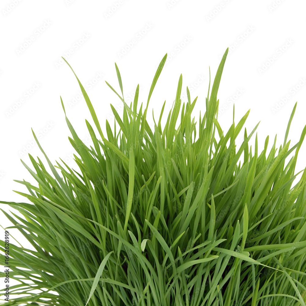 Obraz premium Vibrant green grass against clear background for nature design and landscaping inspiration
