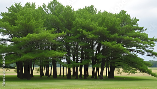 trees in the park