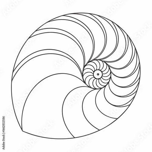 Elegant black and white illustration of a nautilus shell s logarithmic spiral pattern