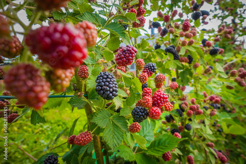 Ripe and unripe blackberries
