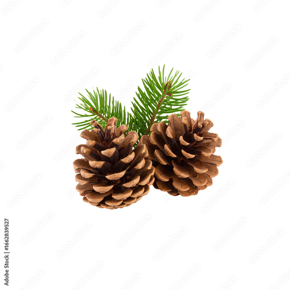 Fototapeta premium Pine cones isolated on white background