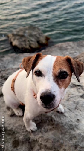 Close-up of an obedient Jack Russell Terrier sitting quietly on seaside rocks, watching attentively. Ideal for concepts of pet training, discipline, travel, nature, and calm lifestyle moments