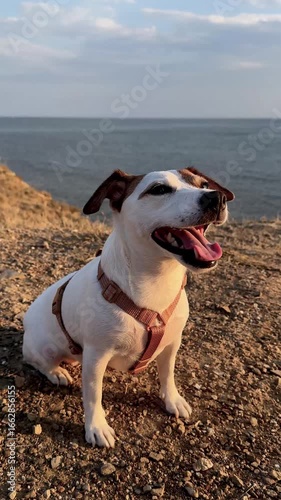 Happy Jack Russell Terrier dog sits on the coast, smiling and enjoying the sunny moment. Perfect for concepts of joy, freedom, lifestyle, pets, outdoor fun, and positive emotions in nature
