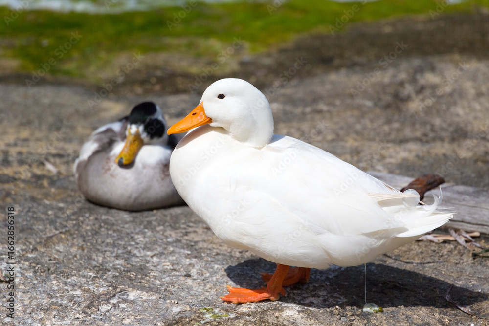 Obraz premium A wild white duck resting on the rocky shores of the Mediterranean, Republic of Malta