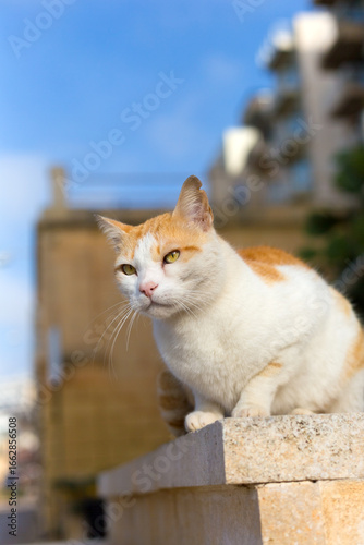 An orange and white cat is gazing out at a street from a stone wall in Malta.