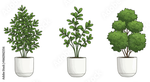 potted plants showcasing three indoor potted plants with vibrant green foliage in minimalist white pots ideal for home decor and plant care blogs