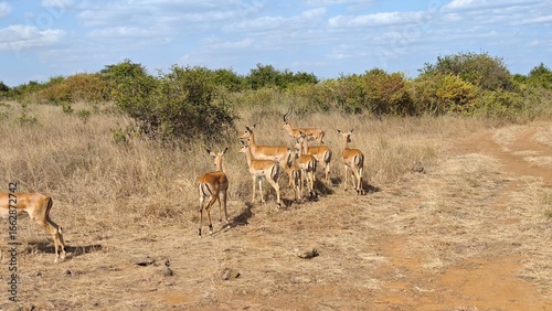 Nairobi National Park, Nairobi, Kenya