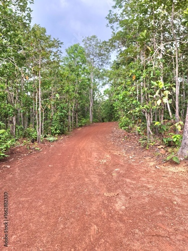 path in the forest