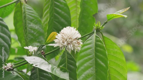 Robusta coffee flowers, coffea canephora, white blossom, flowering tree or plant, on farm, agriculture, plantation, indonesia
