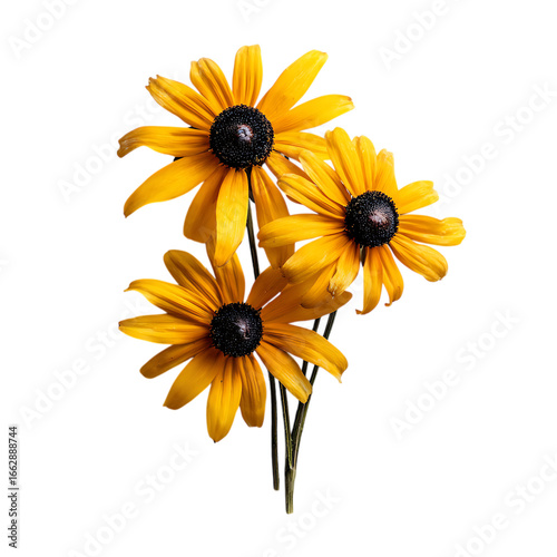 Black Eyed Susan png
