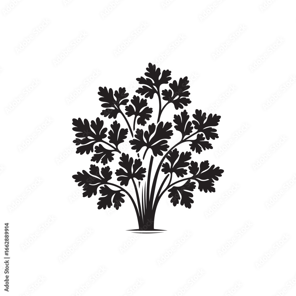Fototapeta premium Parsley Vector (2).eps