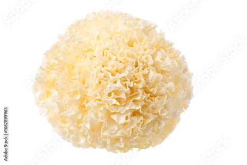 White Tremella Fuciformis Mushroom Isolated fungus snow fungus isolated on a transparent background