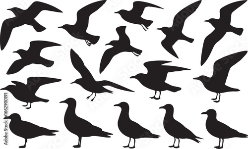 Seagull Silhouette Set Flying Bird on Background