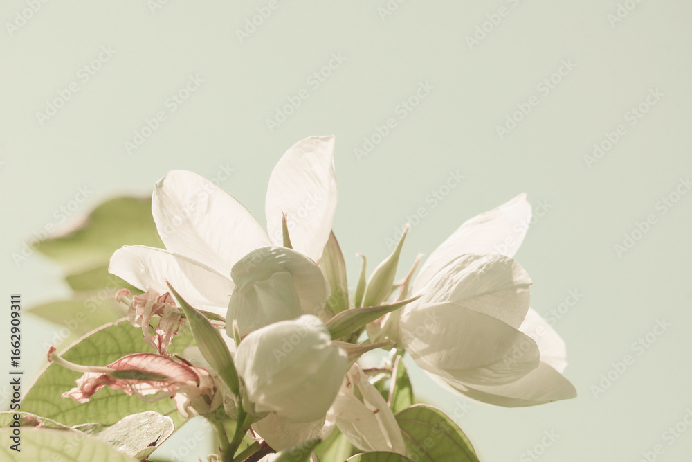 Obraz premium Bauhinia acuminata L. Close up Bauhinia acuminata or white snowy orchid flower, beautiful flowers natural white other blossom blur background, Abstract style for text.