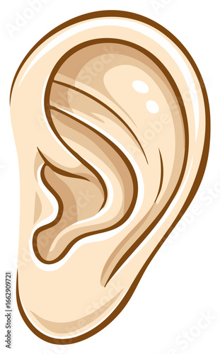 Stylized illustration of a human ear showing its outer structure and inner details