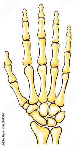 Anatomical illustration of a human hand skeleton in a vibrant yellow color