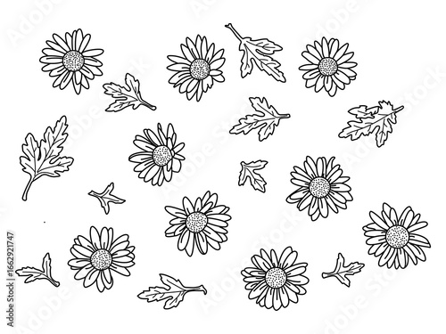 Hand drawn line of daisy chamomile flower and leaf,Daisylz line art,Pretty floral pattern for print. botanical elements,Vector pattern illustration daisy flowers 