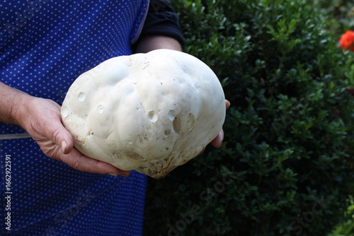 Today a woman found a giant rain mushroom (Calvatia gigantea) - a mushroom from the champignon family, the season has begun