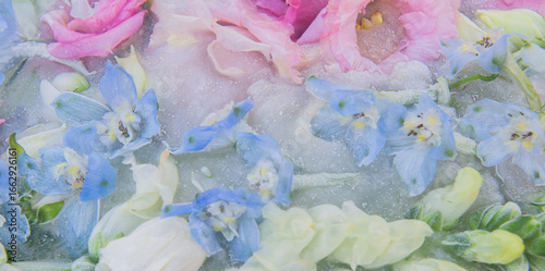 abstract floral baclground with frozen larkspur or delphinium  flowers in milk and water in soft pastel colors pink, white and blue