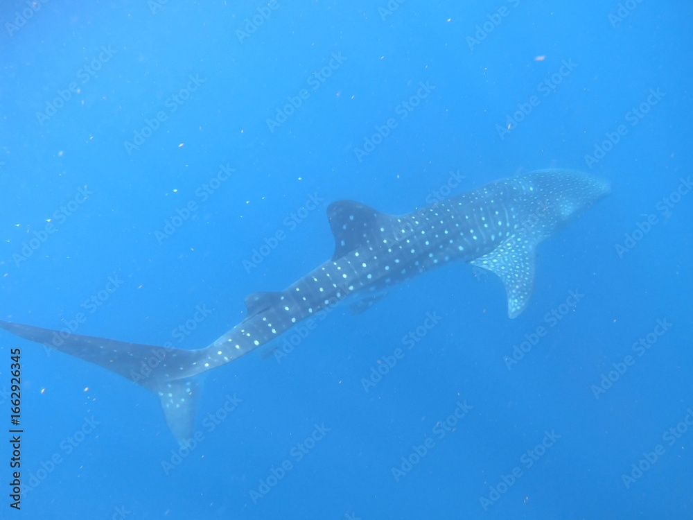Naklejka premium whale Shark (Rhincodon typus) Gliding Through Clear Blue Waters off Isla Mujeres, Mexico