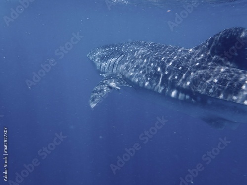 A whale shark (Rhincodon typus) with dark gray skin patterned with white spots, gliding through clear deep blue tropical waters, viewed from the side. Isla Mujeres, Mexico, nature wallpaper background