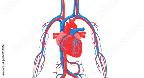 Detailed human heart and vascular system diagram for medical education or healthcare marketing materials