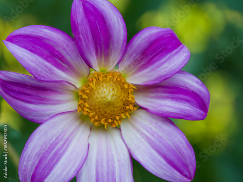 Beautiful close-up of a bicolor dahlia